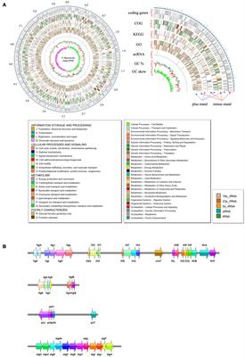 Complete Genome Analysis Reveals the Quorum Sensing-Related Spoilage Potential of Pseudomonas fluorescens PF08, a Specific Spoilage Organism of Turbot (Scophthalmus maximus)